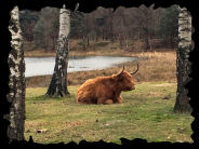 Oosterheide